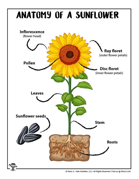 parts of a sunflower diagram 